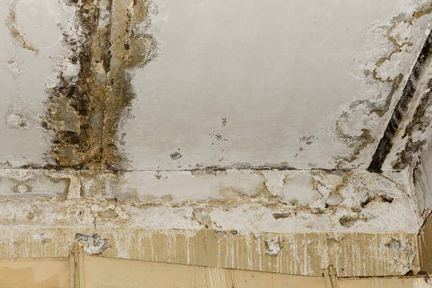 Best Commercial Mold Inspection  in Granite Shoals, TX